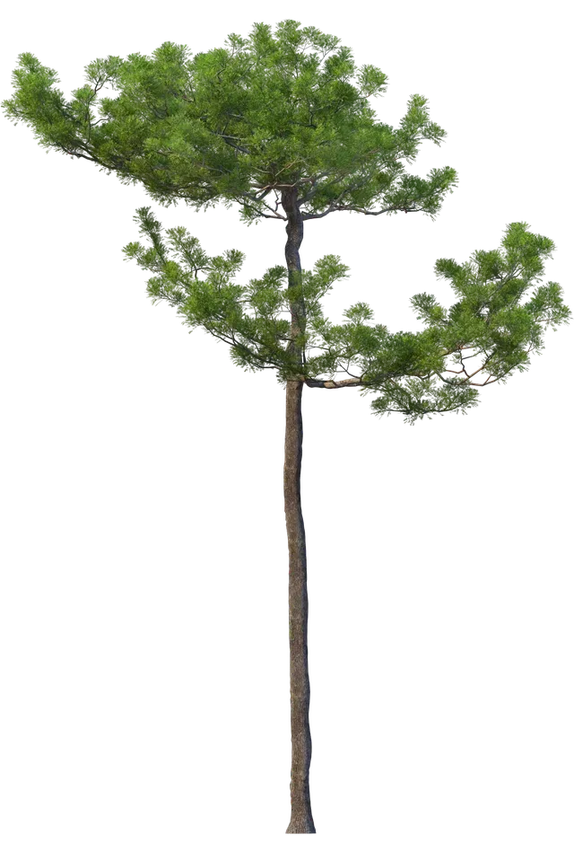 Un grand arbre avec beaucoup de feuilles vertes sur fond blanc