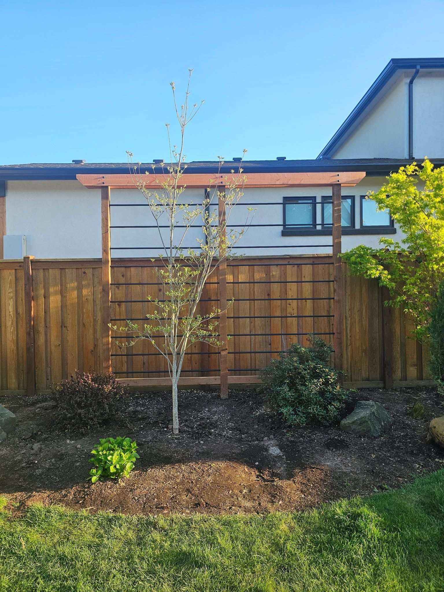 Small tree in a fenced backyard garden with wood privacy fencing and a house in the background