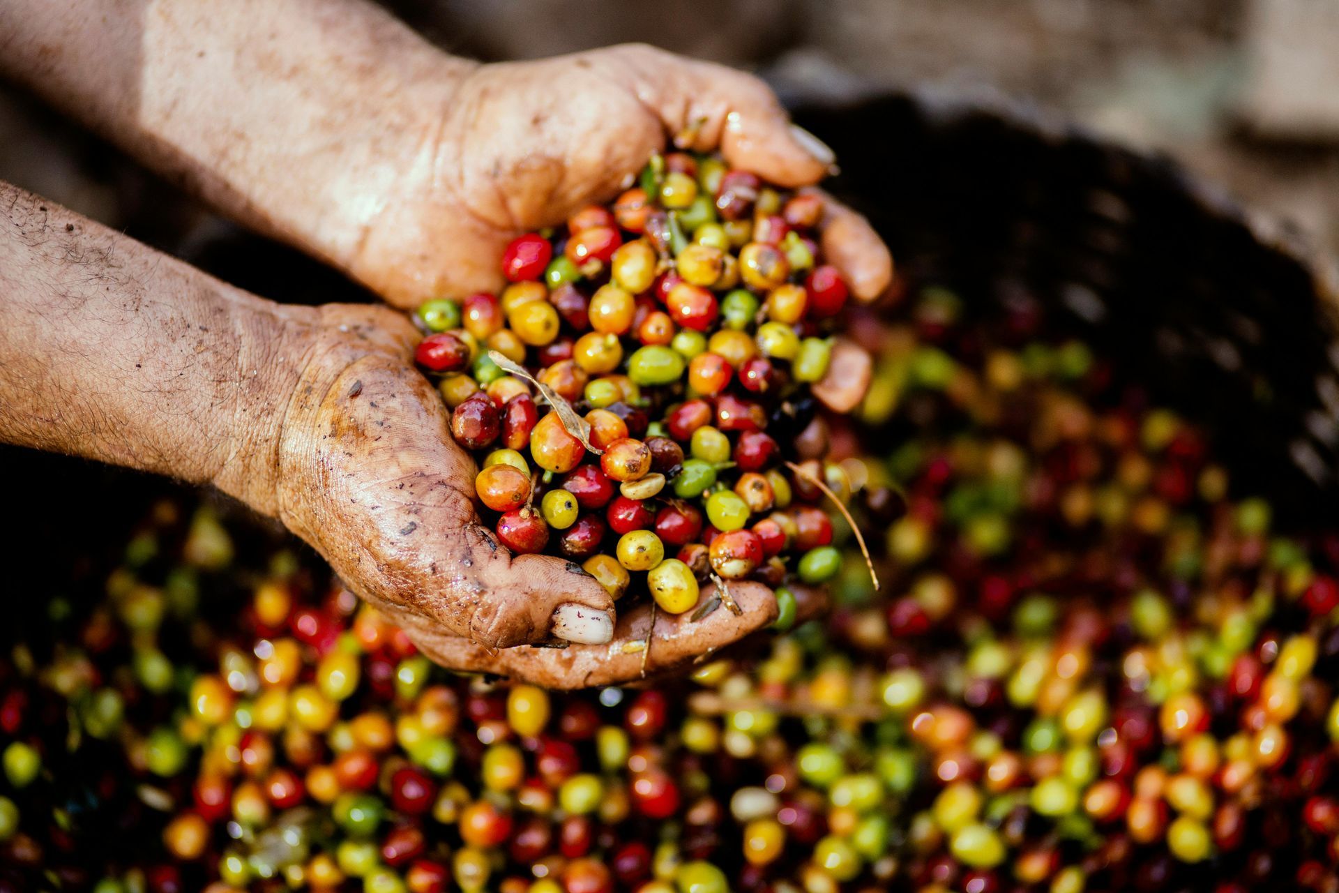 Handen houden een handvol kleurrijke koffiebessen vast, geplukt uit een mand.