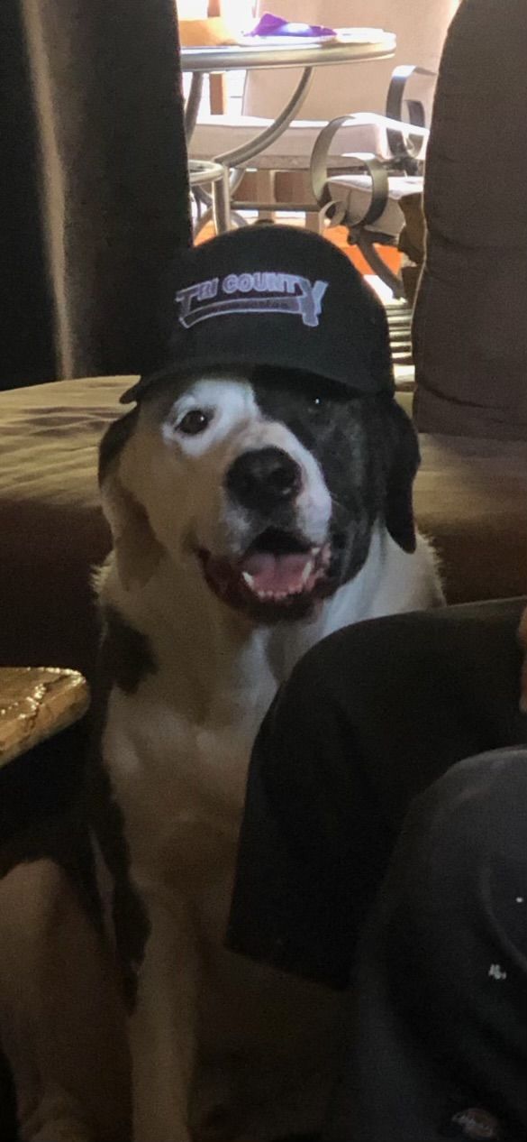 Brown-and-white dog wearing a black cap, sitting indoors and looking at the camera.