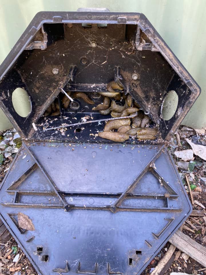 Pest Controller Removing A Hornet Nest — GreensPest In Dubbo New South Wales