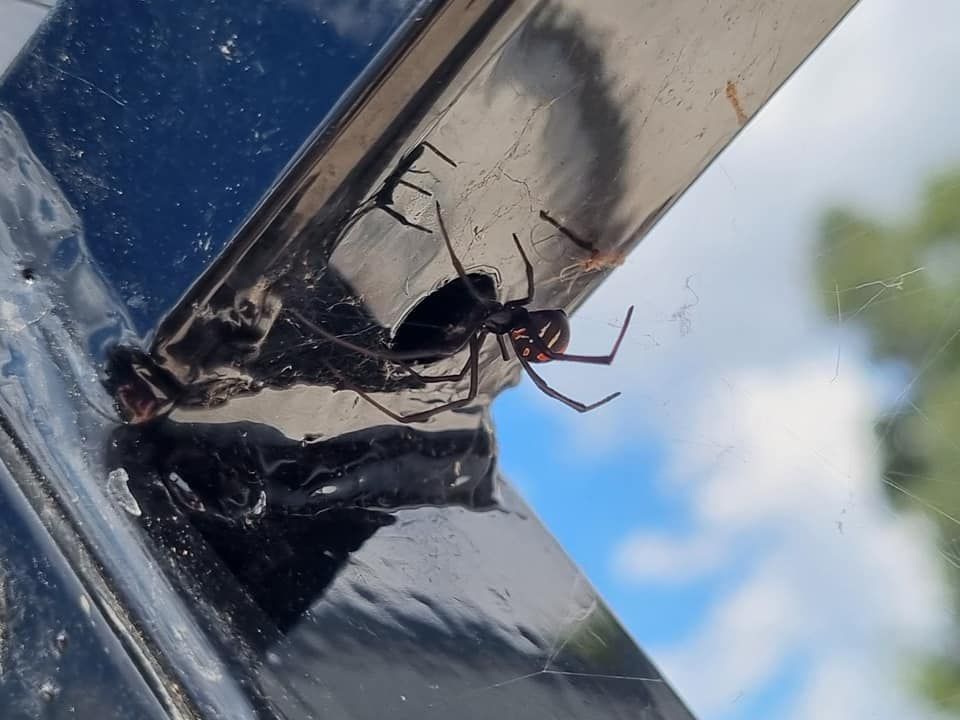 Exterminator In Work Wear Spraying Pesticide With Sprayer — GreensPest In Dubbo New South Wales