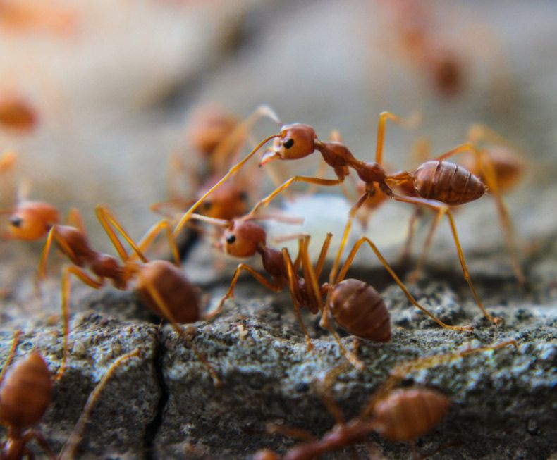 A Lot Of Red Ants — GreensPest In Coonamble