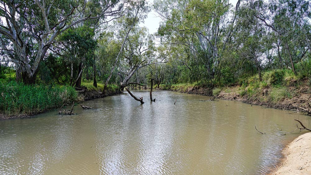 Coonamble — GreensPest In Coonamble