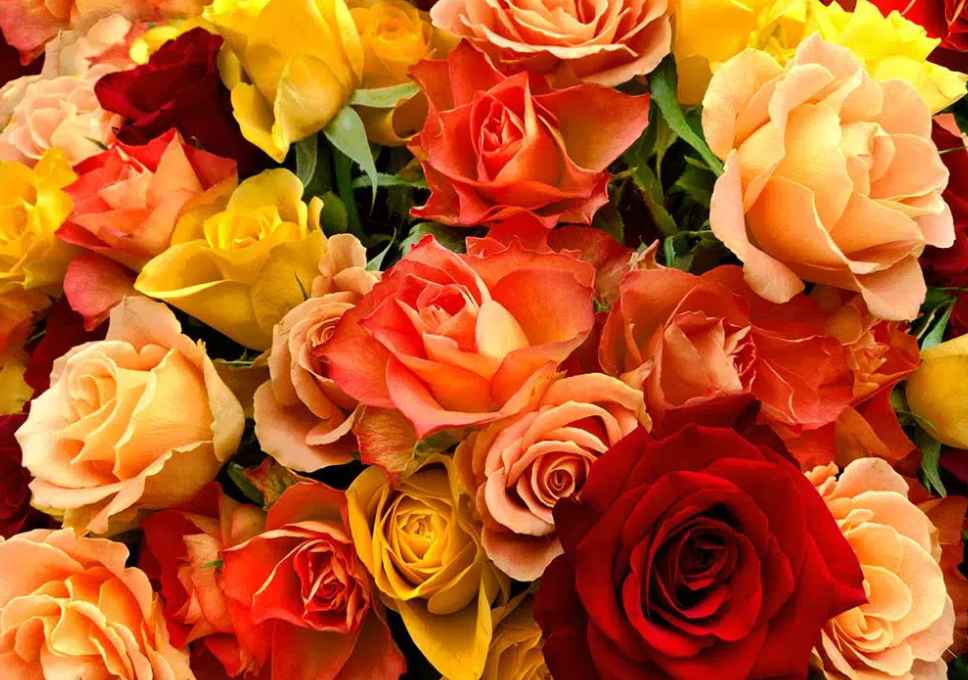 A bunch of different colored roses are sitting on a table