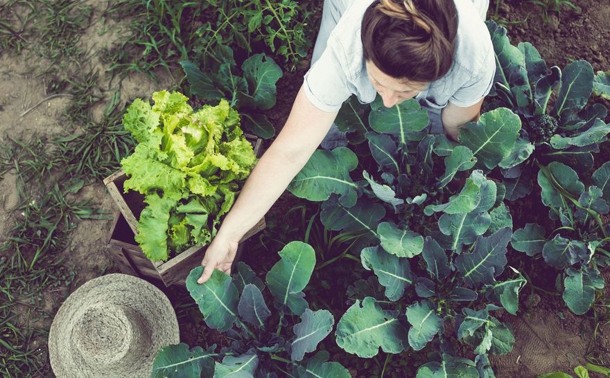 A woman is picking vegetables in a garden.