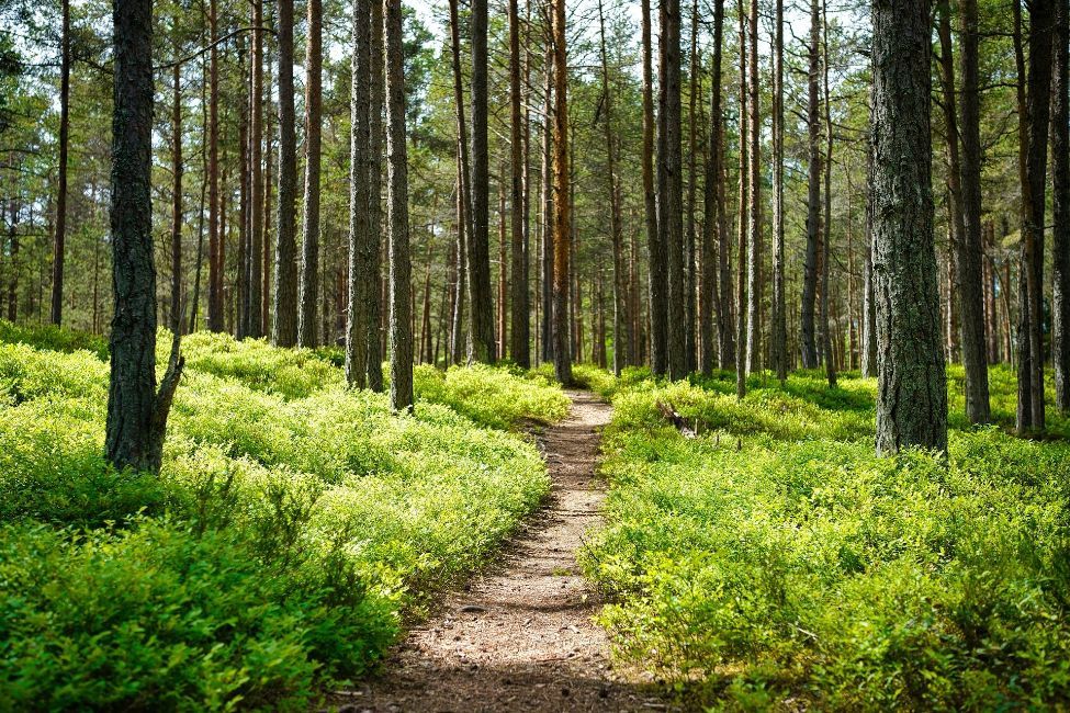 trail path through the woods
