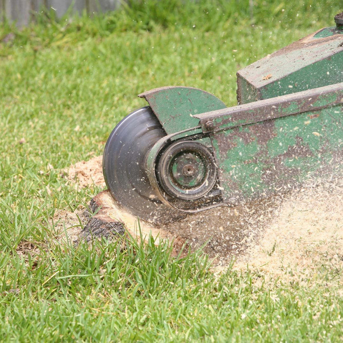 A stump grinder is cutting a tree stump in the grass. A stump grinder is cutting a tree stump in the grass.
