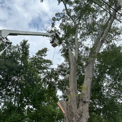 A man is cutting a tree with a crane. A man is cutting a tree with a crane.