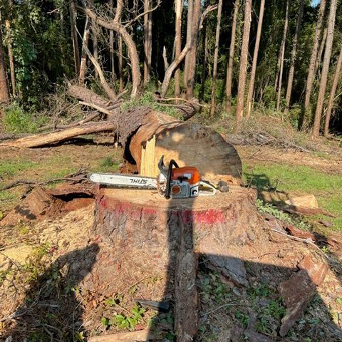 A chainsaw is sitting on top of a tree stump in the middle of a forest.