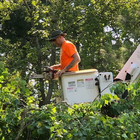 A man is cutting a tree with a chainsaw in a bucket. A man is cutting a tree with a chainsaw in a bucket.