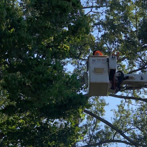 A man in a bucket truck is cutting a tree. A man in a bucket truck is cutting a tree.