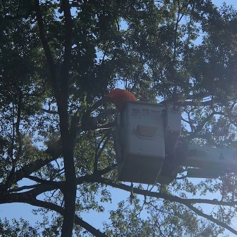 A man in a bucket is cutting a tree