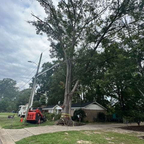 A large tree is being cut down in front of a house.