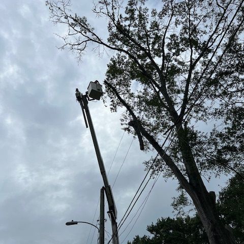 A man is cutting a tree with a crane. A man is cutting a tree with a crane.