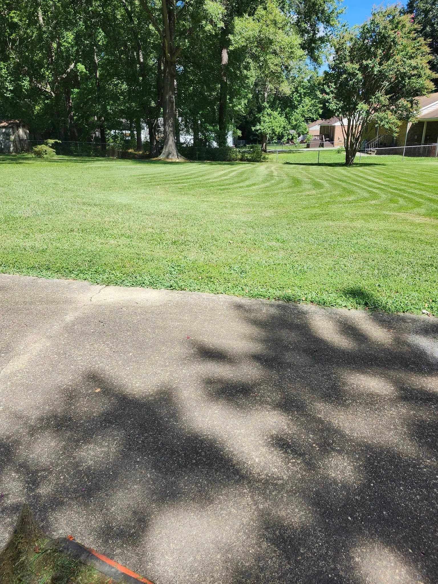 Sunlit grassy yard with tall trees and a concrete path in the foreground