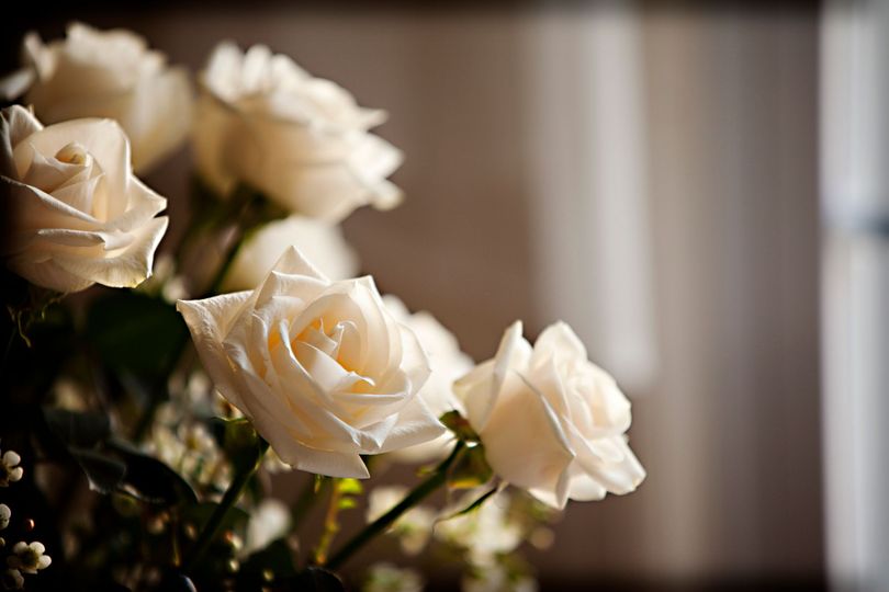 Rose bianche, primo piano con messa a fuoco morbida. La luce del sole mette in risalto i petali.