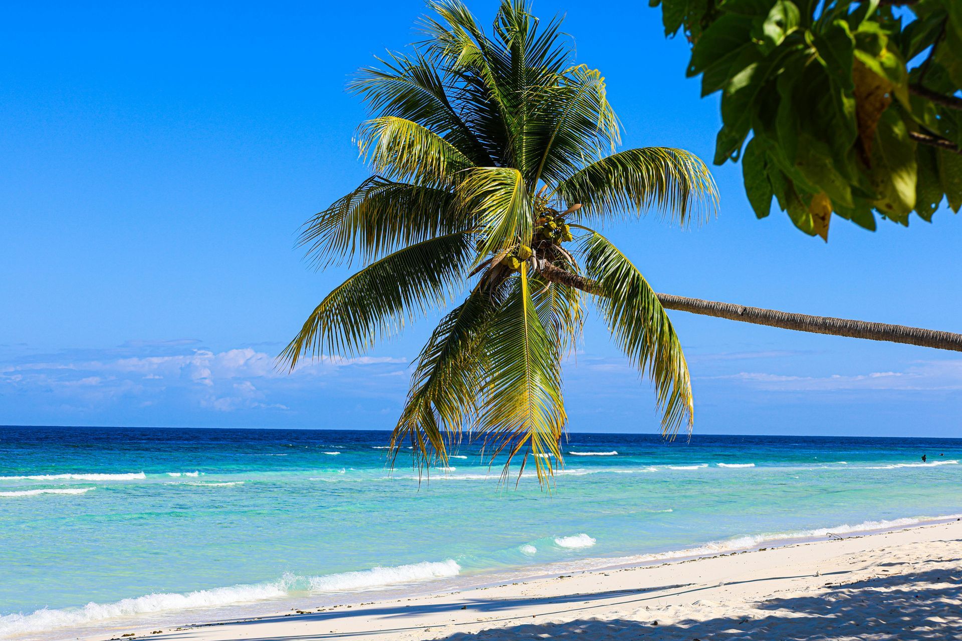 Palm tree on a white sand beach with turquoise water under a bright blue sky.