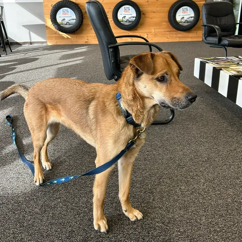 Brown dog on a blue leash standing indoors on a carpeted floor near chairs and wall decor