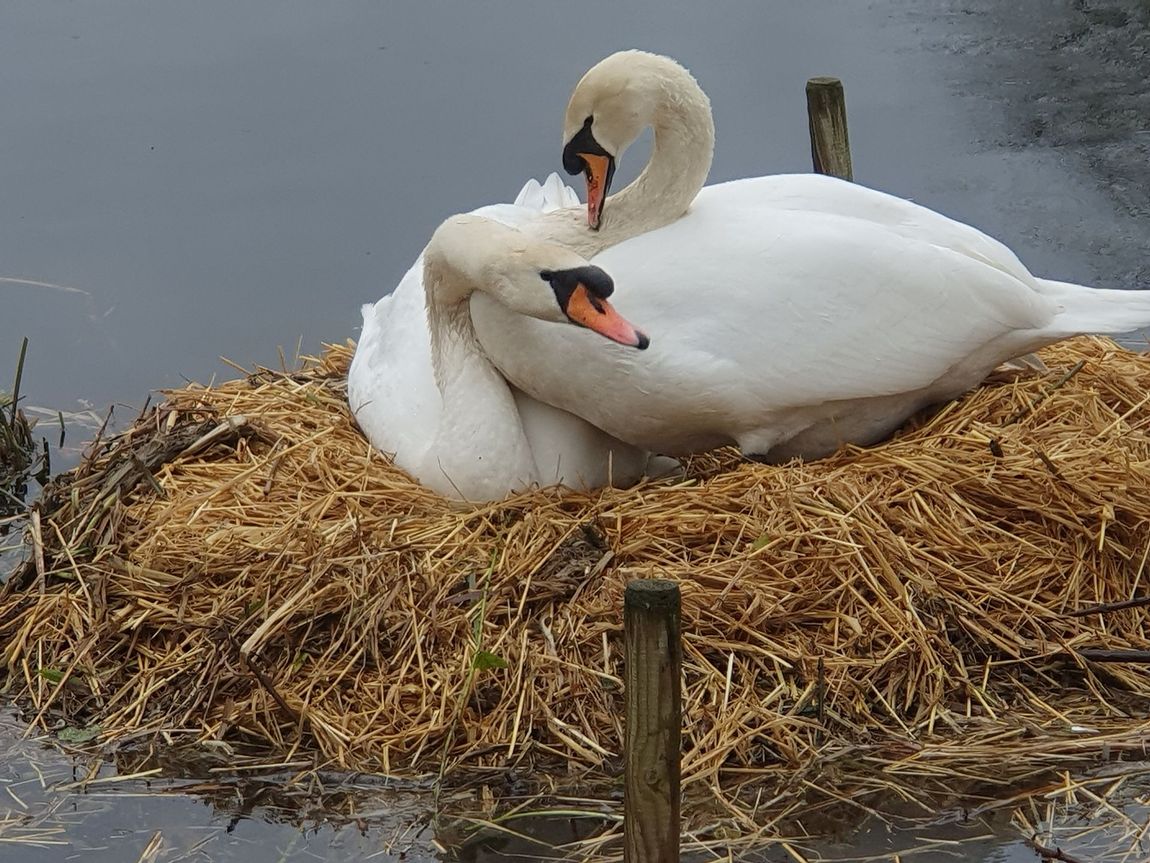 Two white swans resting on a straw nest beside calm water