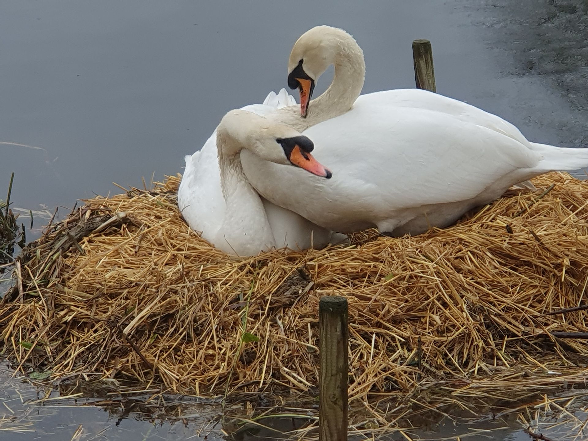 Two swans are sitting on a pile of hay in the water.