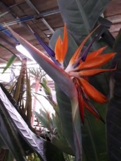 A close up of a bird of paradise flower