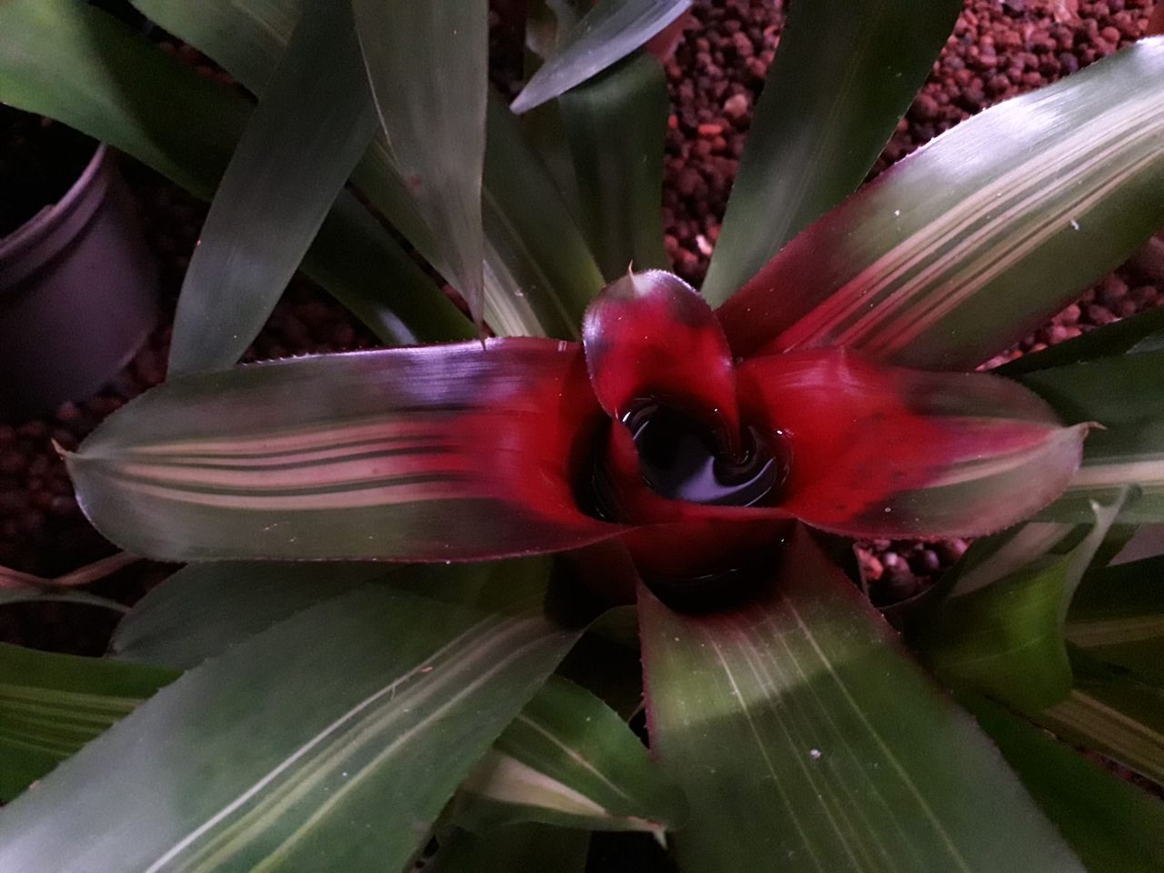 A plant with a red flower and green leaves