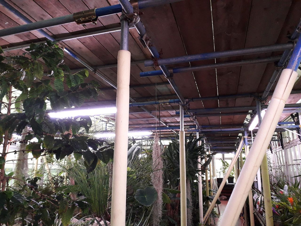 A scaffolding structure with a lot of plants in the background