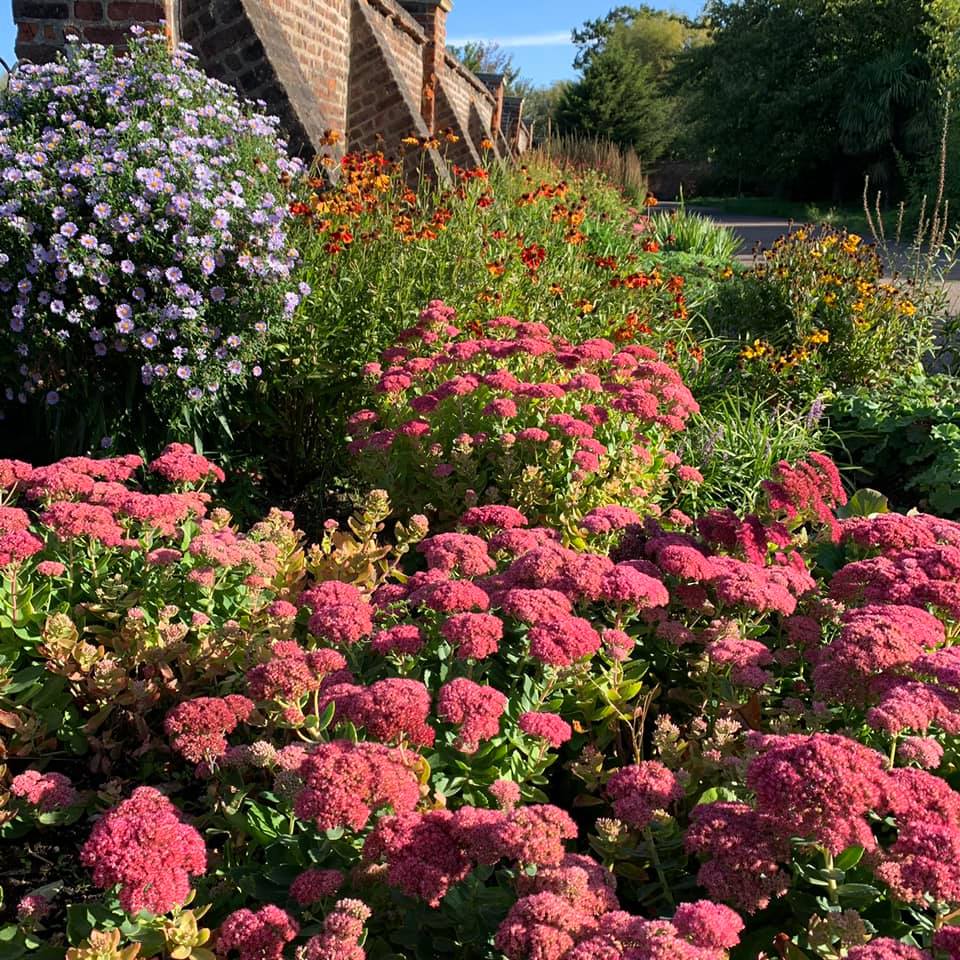 A bunch of pink flowers in a garden with a brick wall in the background