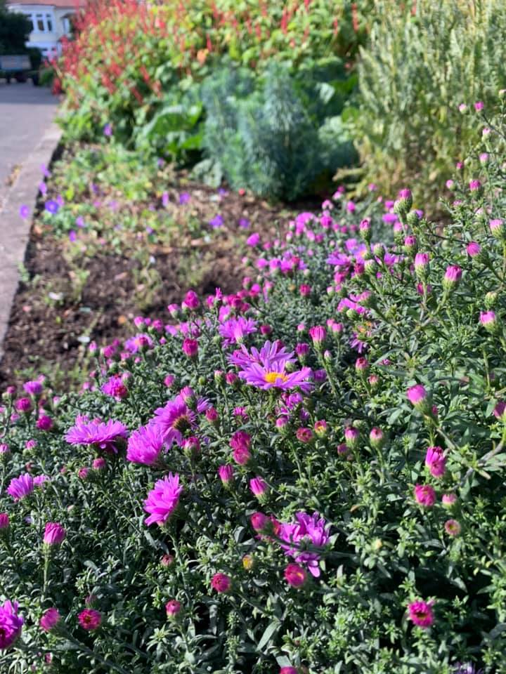 A bunch of purple flowers are growing in a garden.