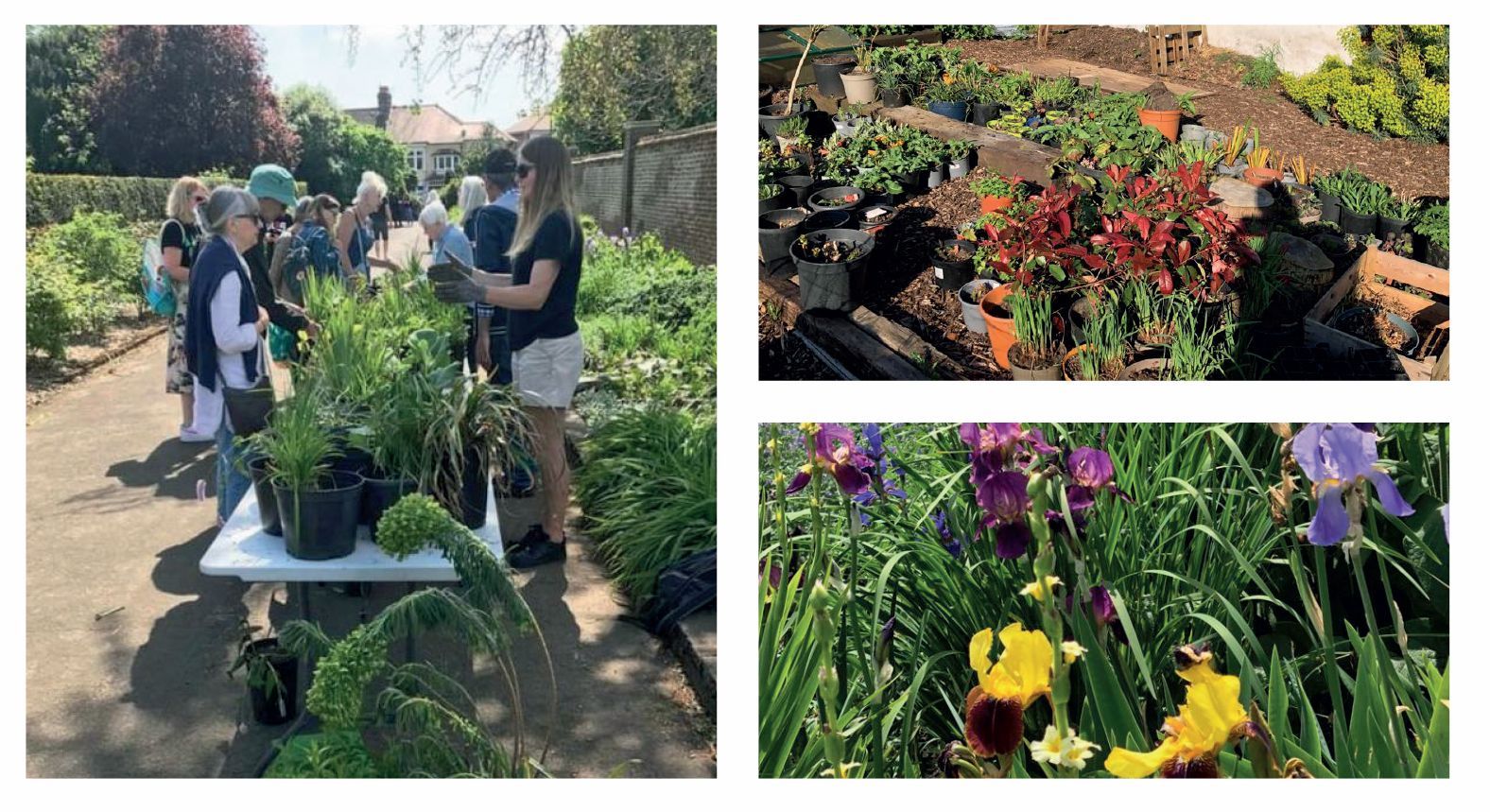 A group of people are standing in a garden looking at plants and flowers.