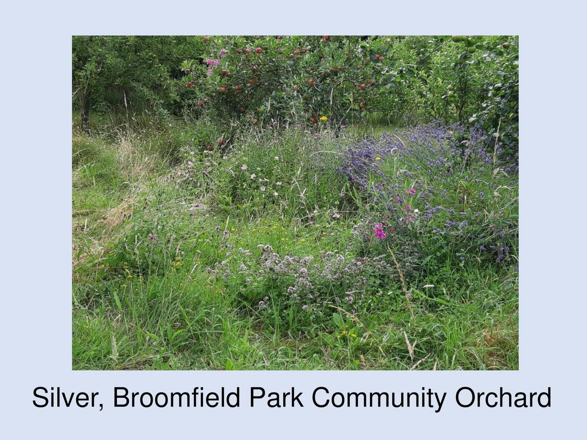A picture of a field of grass and flowers in silver broomfield park community orchard.
