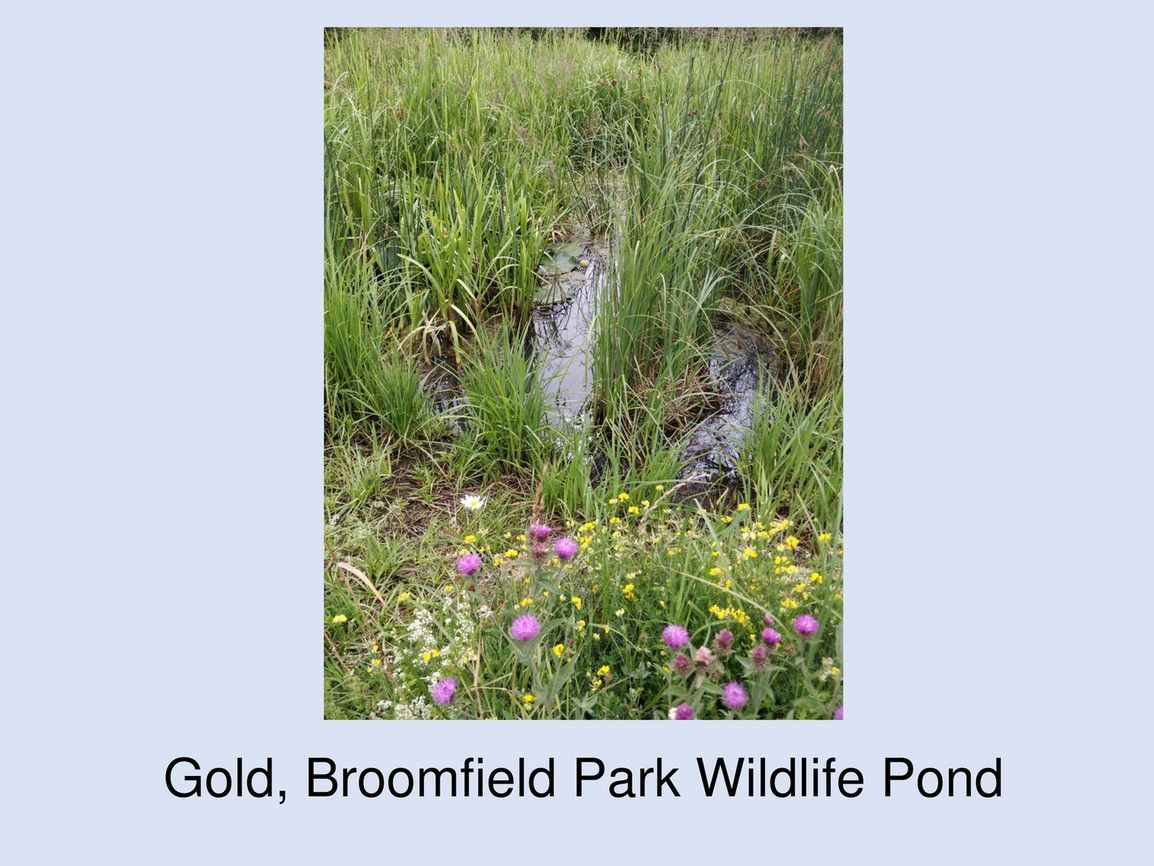 A picture of a pond in a park with flowers and grass.