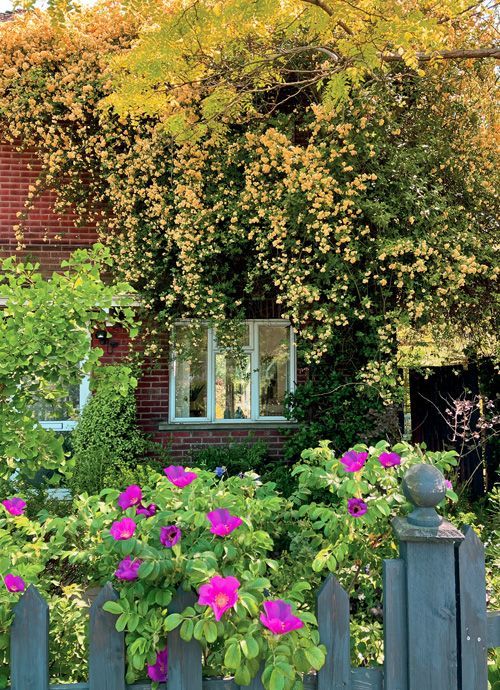Cottage window framed by lush green vines and pink flowers in a garden under autumn foliage