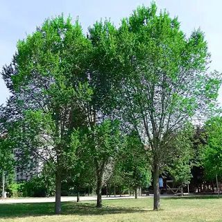 Tall green trees in a park with grass and a building in the background