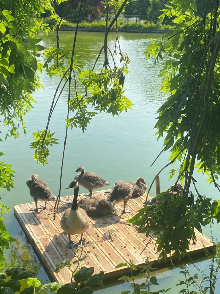 Ducks are standing on a wooden dock in the water