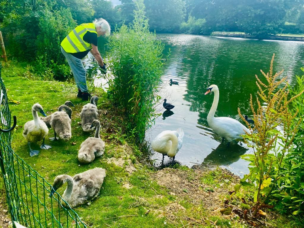 A man is feeding ducklings and swans near a lake.
