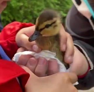 A person is holding a small duck in their hands.