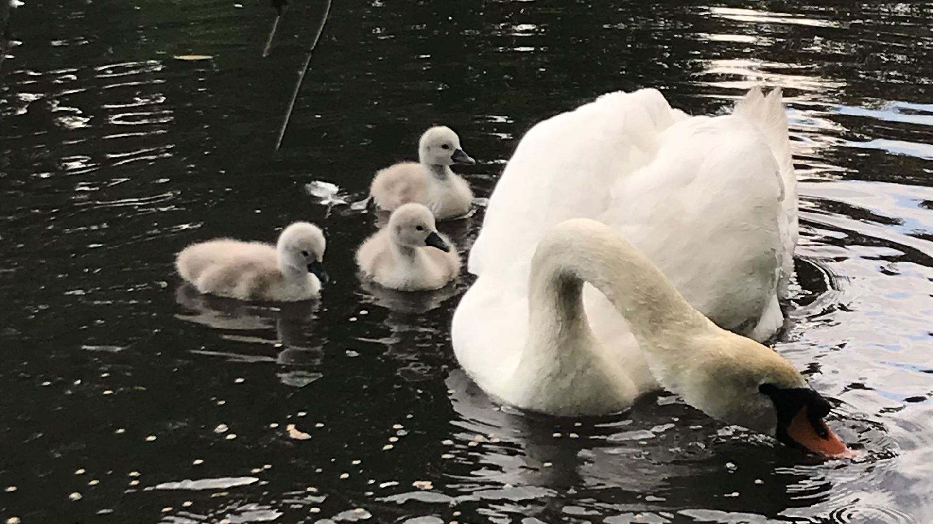 A swan and three cygnets are swimming in a lake