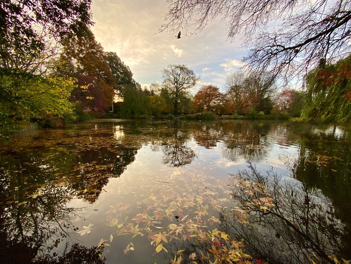 Calm pond reflecting autumn trees and cloudy sky at sunset