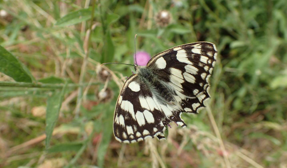 Marbled White Butterfly