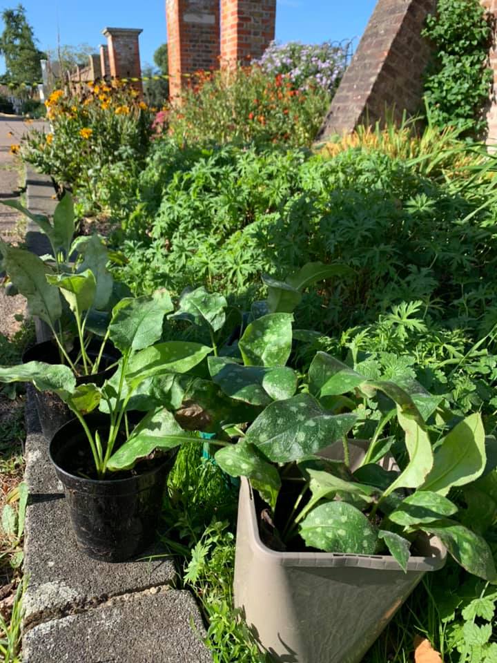 A bunch of potted plants are growing in a garden.