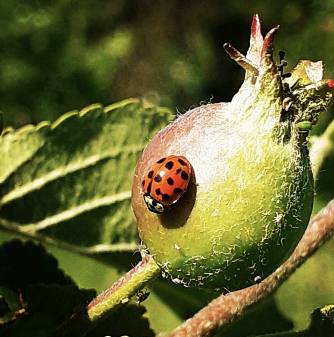 A ladybird on top of a green flower bud.
