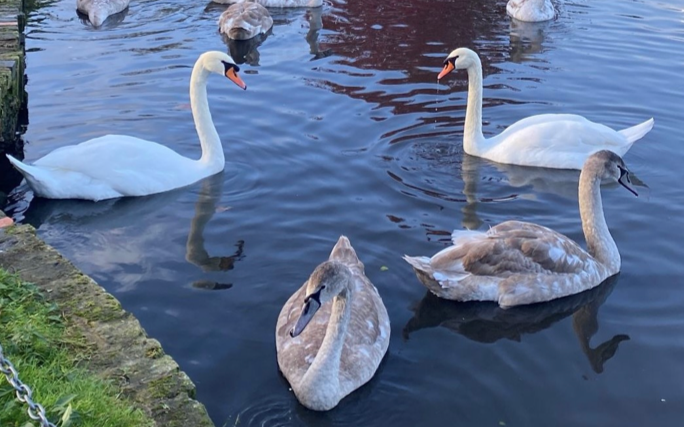 A group of swans are swimming in a pond.