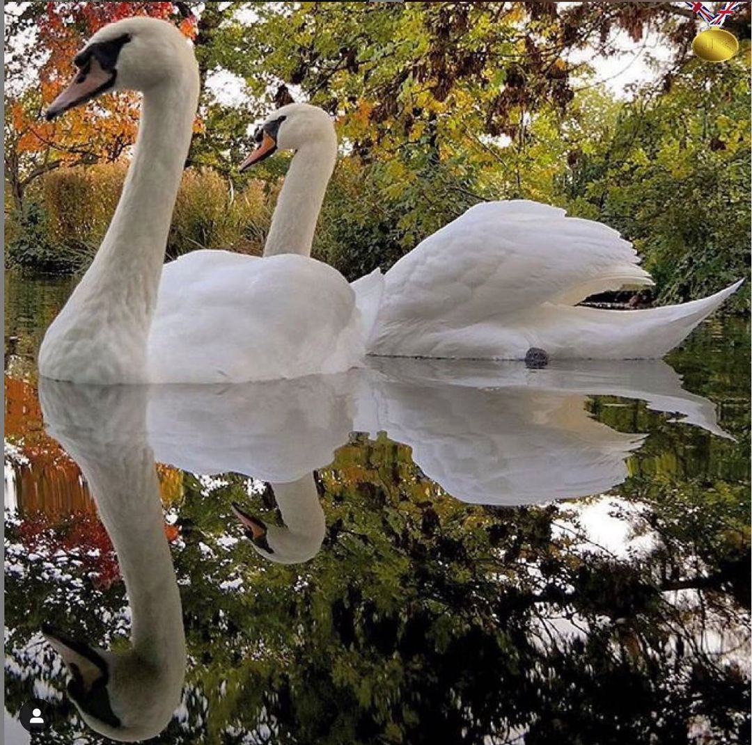Two white swans are swimming in a lake with trees in the background