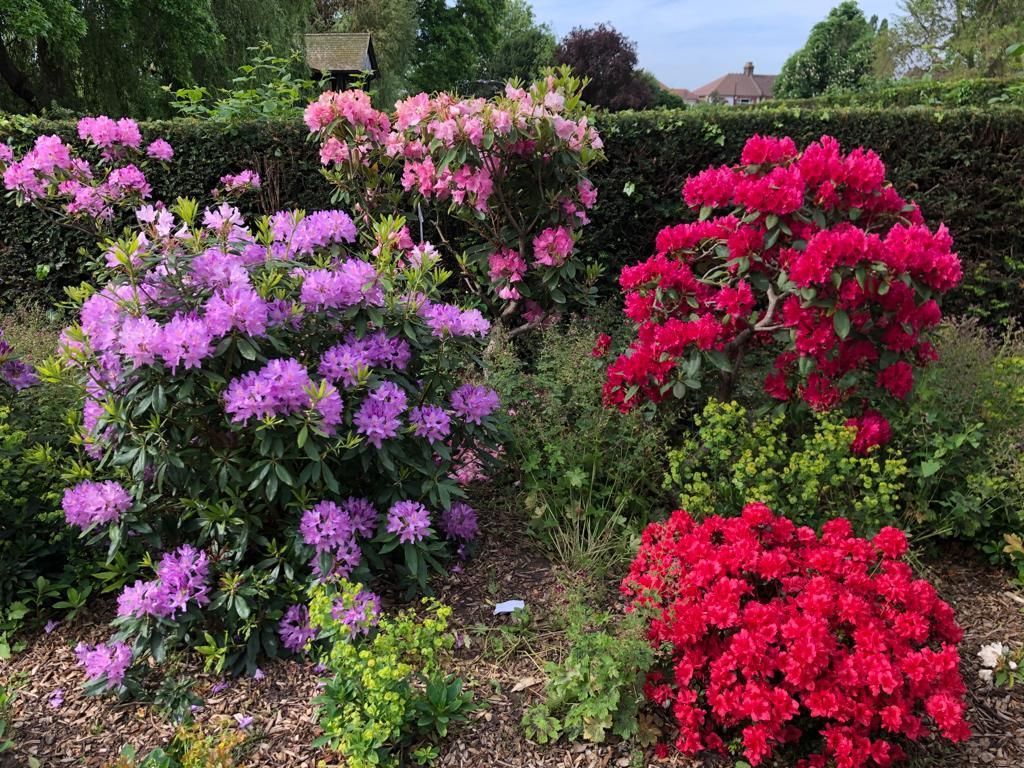 Colorful blooming azalea bushes in a garden, with pink, purple, and red flowers