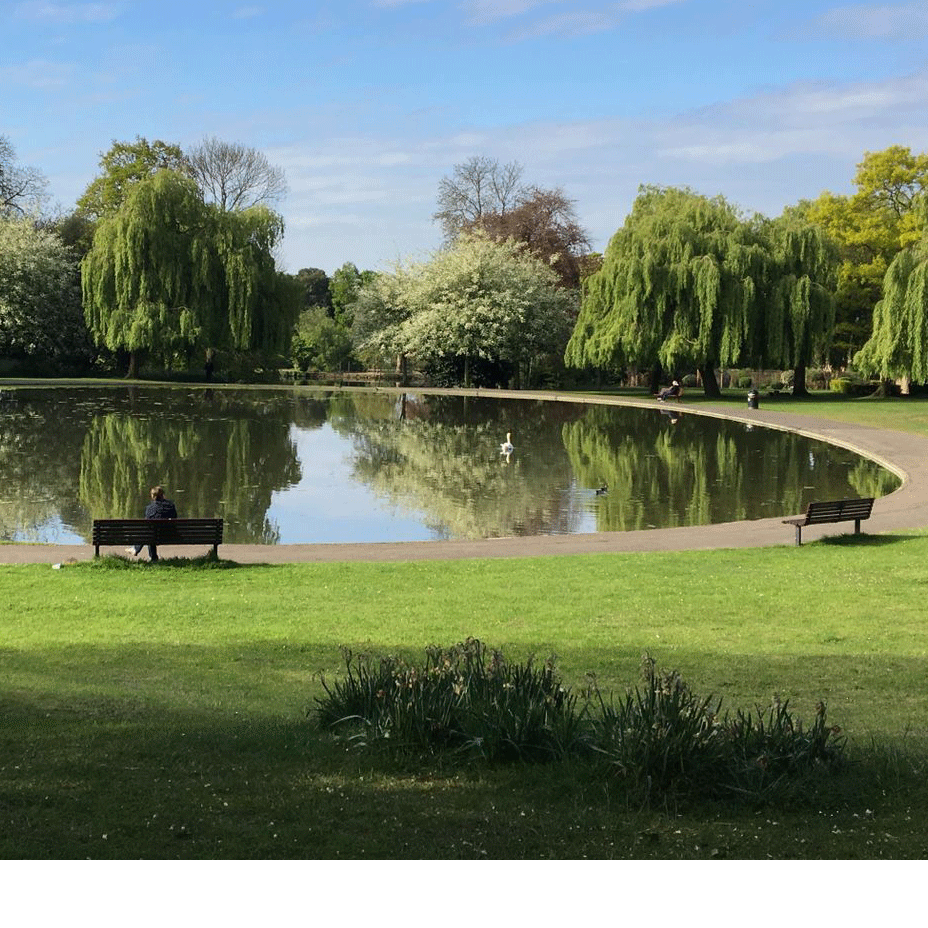 Park with a reflective pond, willow trees, green lawn, and two benches under a clear blue sky