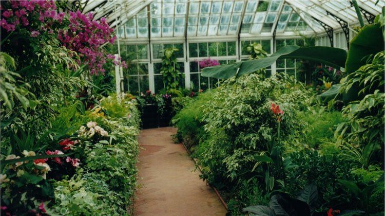 Lush greenhouse walkway with dense green plants and pink flowers under a glass سقف