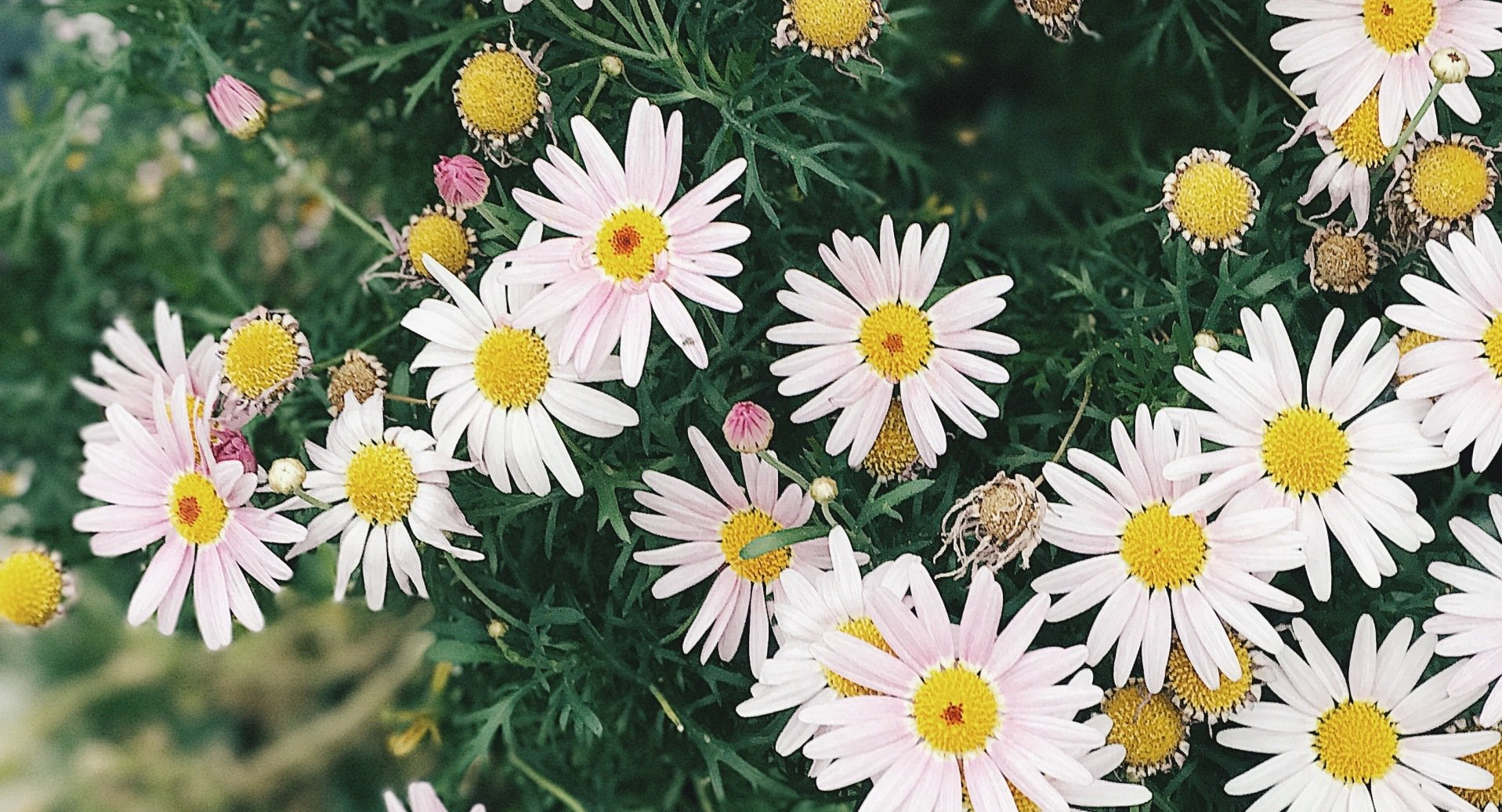 A bunch of pink and yellow daisies are growing on a bush.