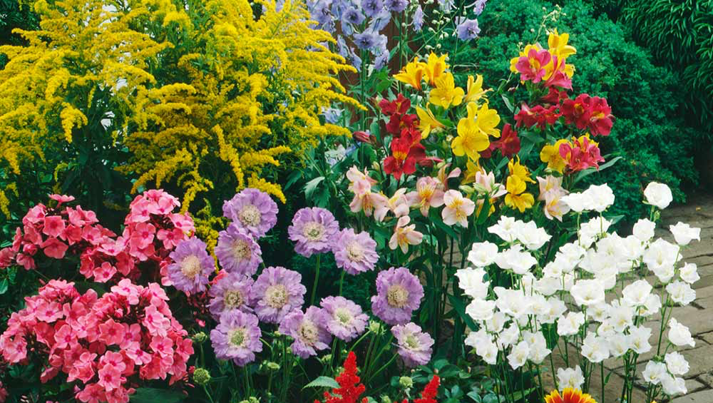 A bunch of different colored flowers are growing in the park